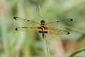 J01_1780 Rhyothemis phyllis